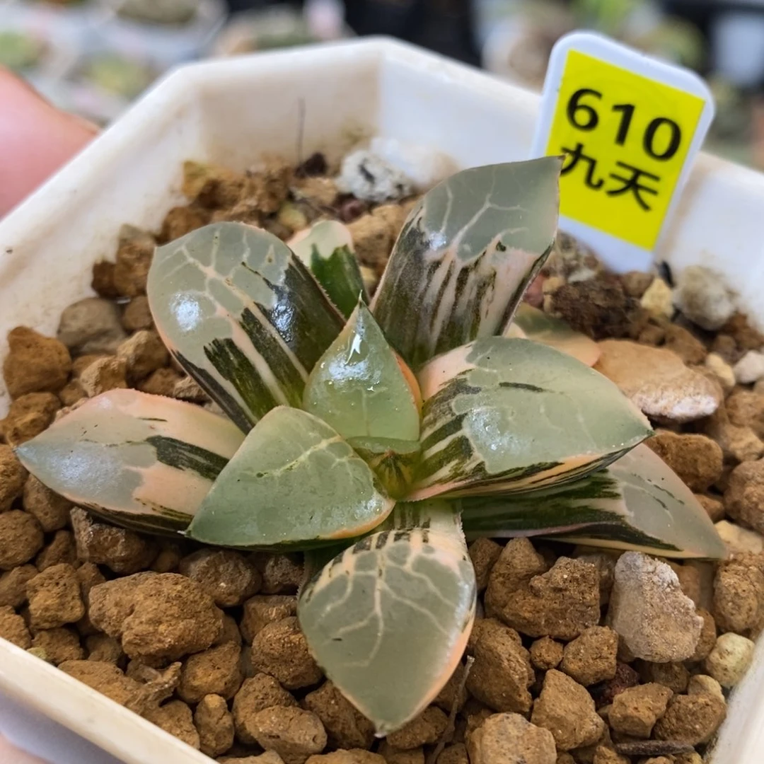 610号火凤凰克锦带盆