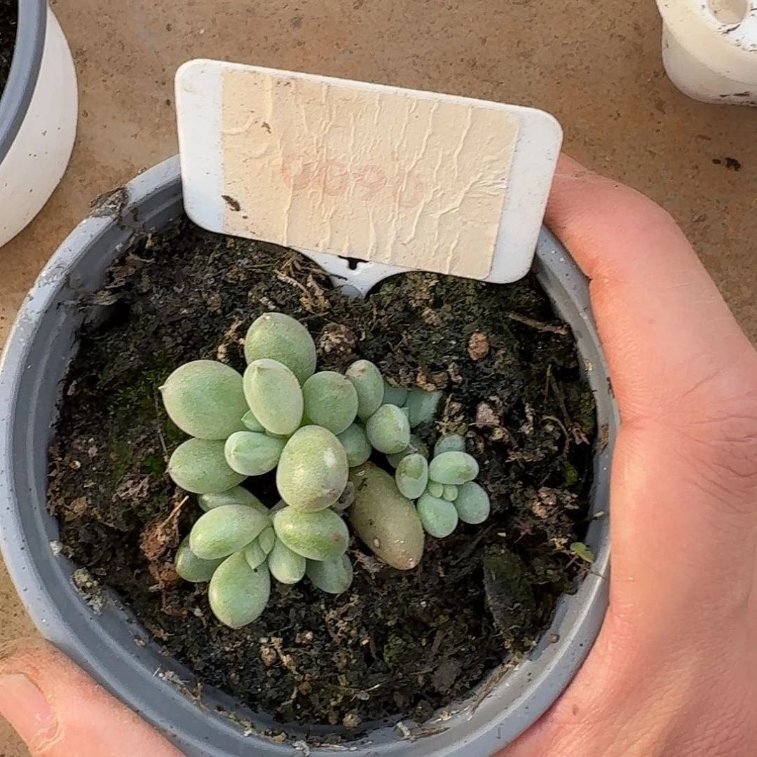 海豚体哥特萝莉123456789101121