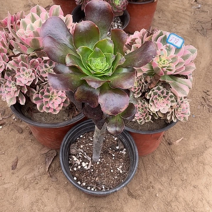 明***脱878多肉植物组合，