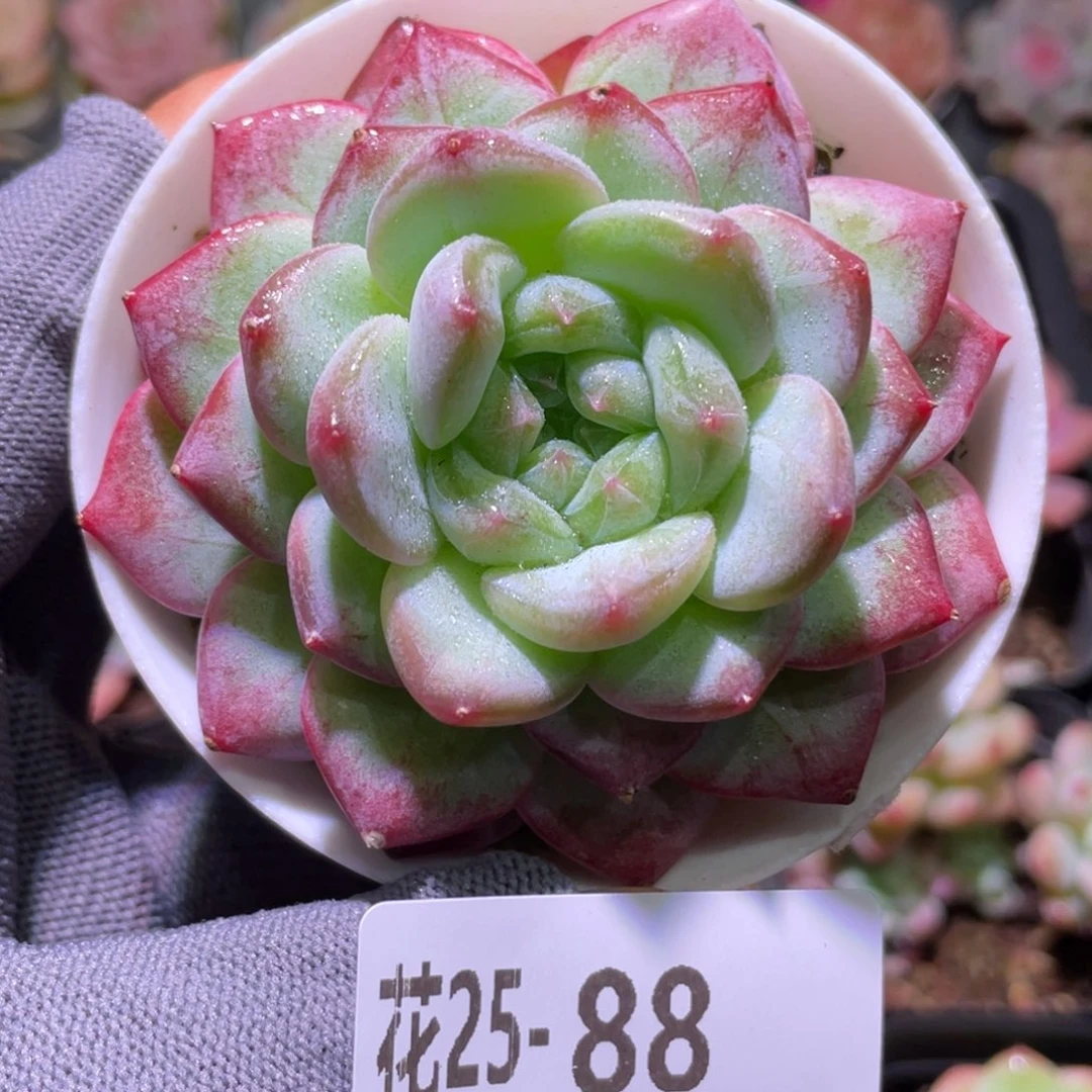 花利美25-88白桃汽水
