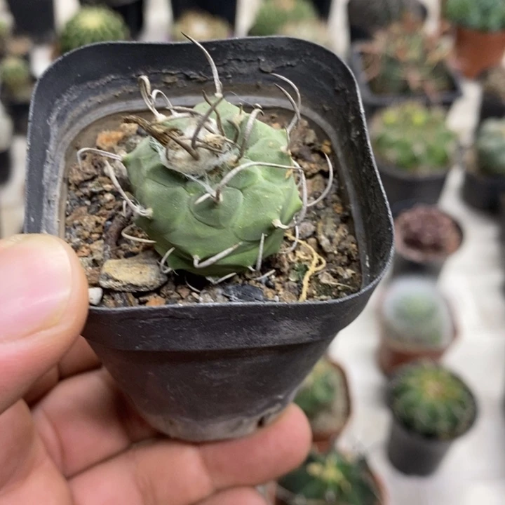 实生升云龙特价福利