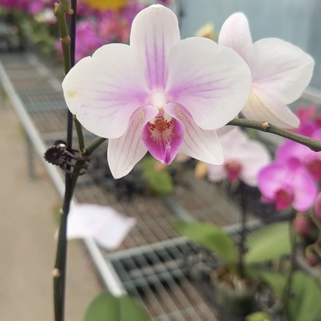 大部分花苞少量开放A027带花发无售后
