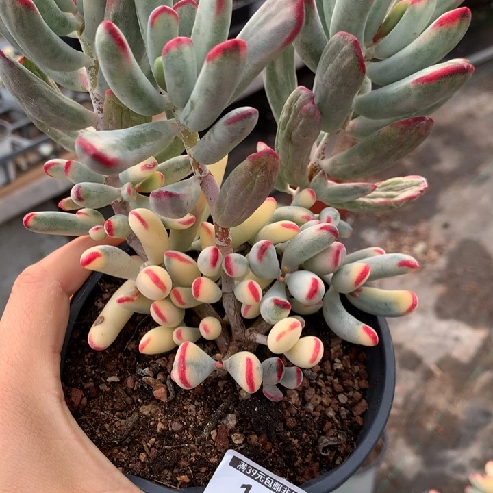 无花朵帮叶福娘锦1618