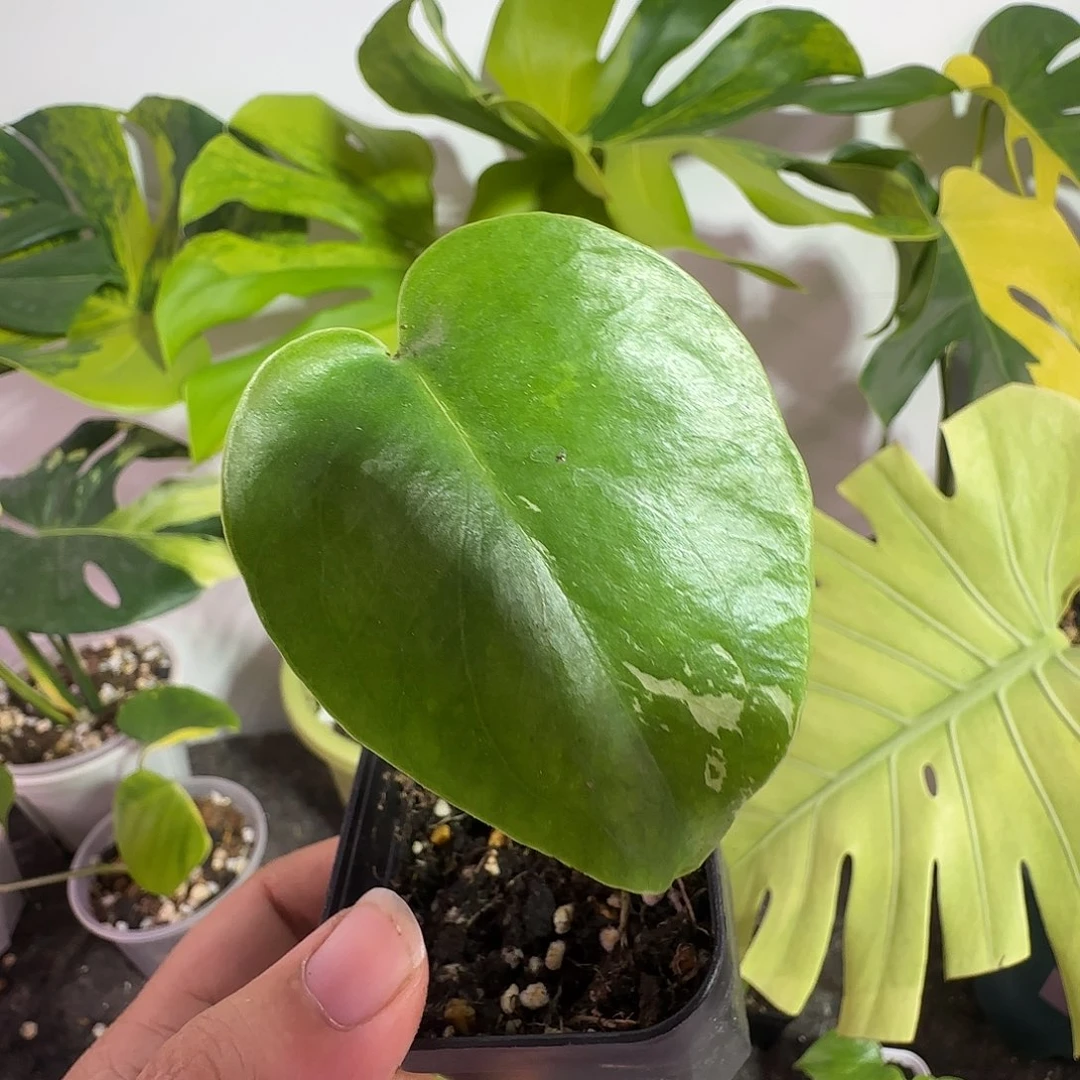 行***迩完全开放龟背竹种子苗