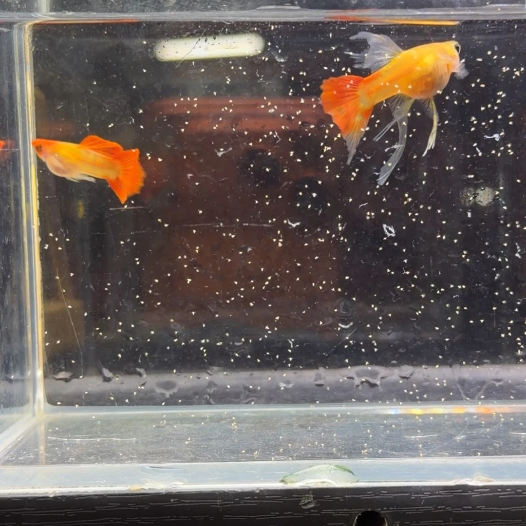 热带海域公三厘米琉璃c