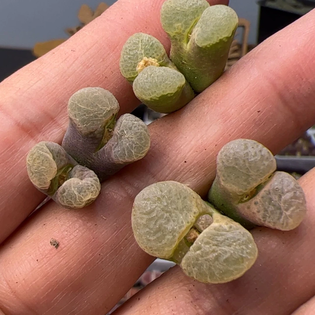 【闪购商品】00000000021