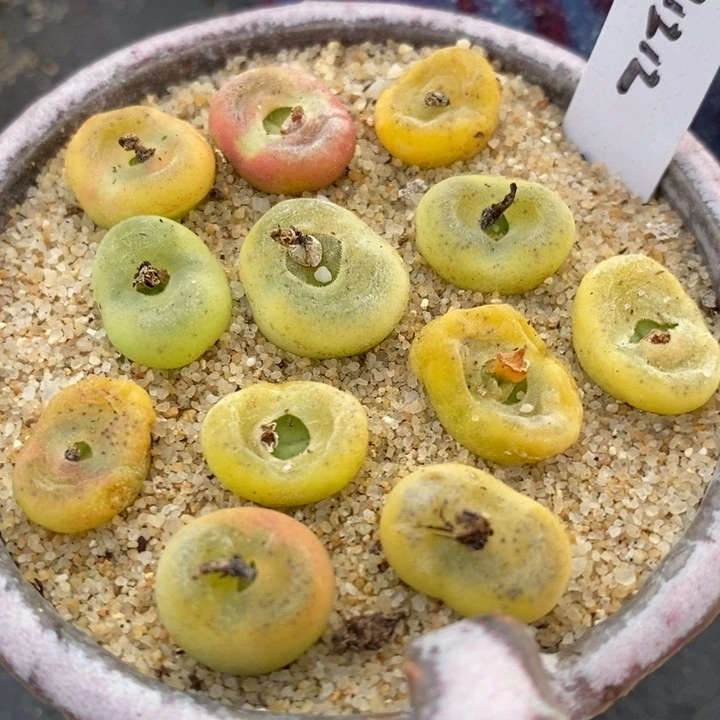 水晶鞋一颗水晶鞋