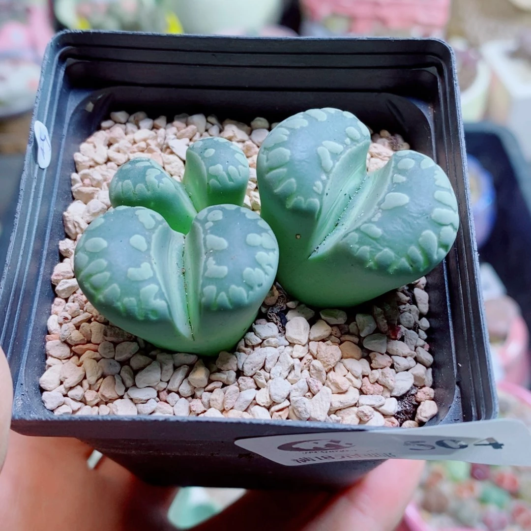 生石花花花哈哈哈哈哈哈504