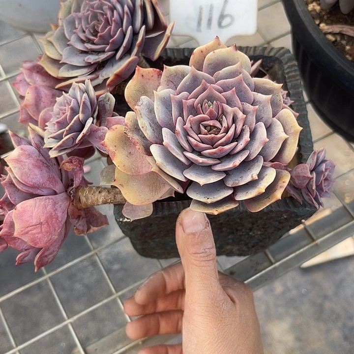 福利出肉，两单包邮116特价