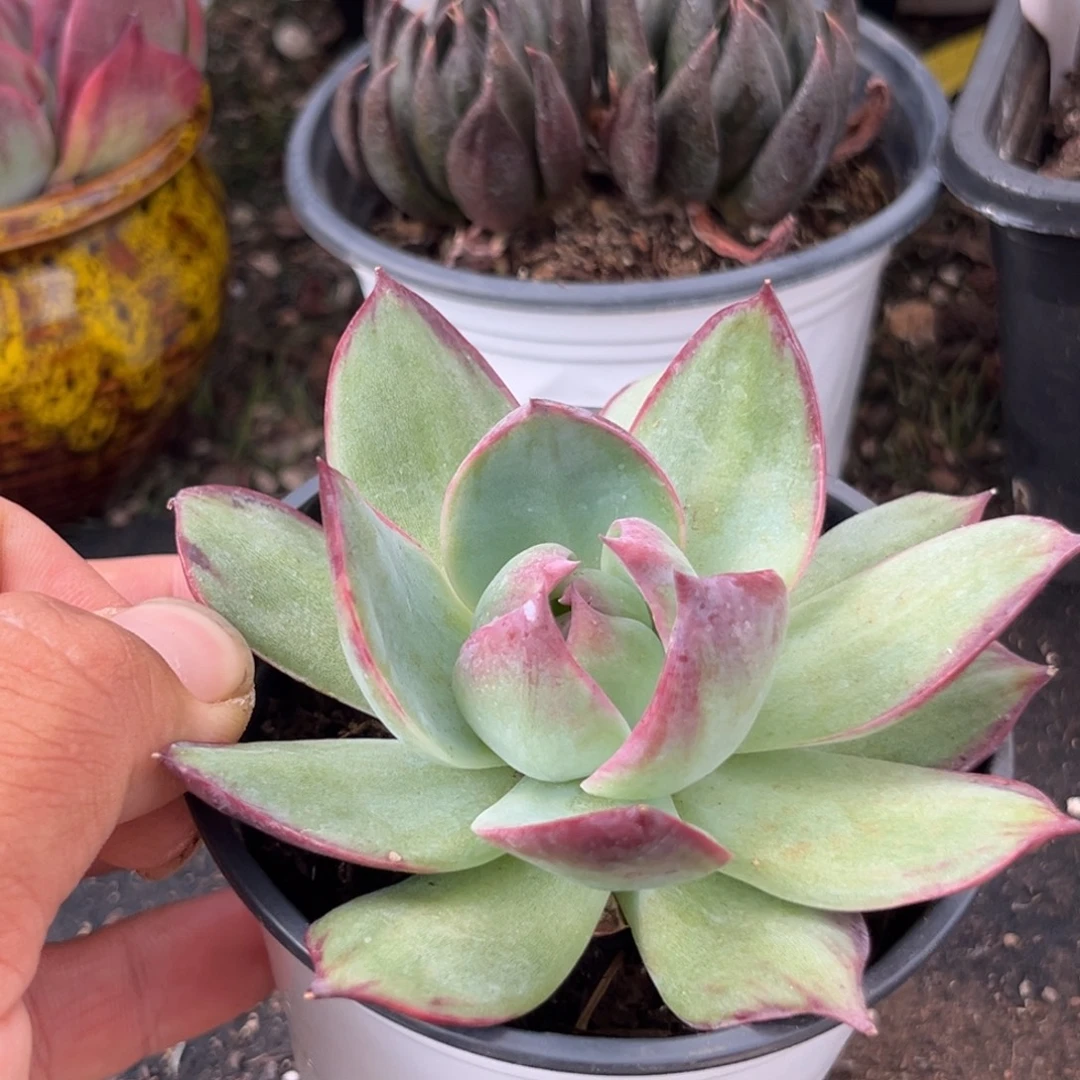 惊鸿一物一拍包装收缩花旱