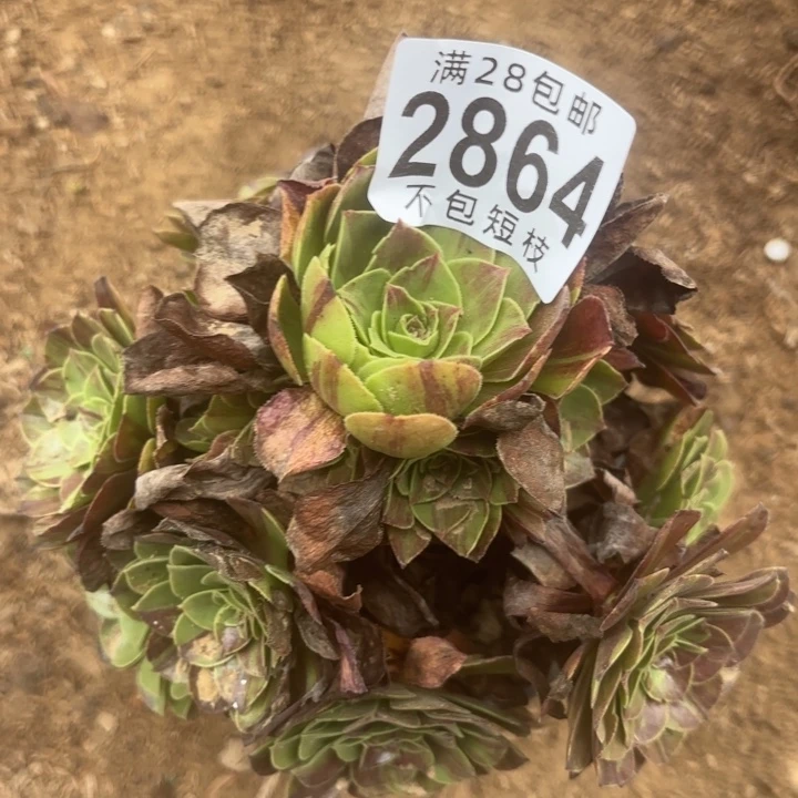 花月夜多肉植物2864