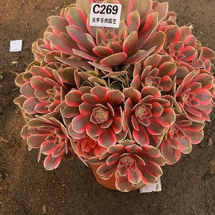 多肉植物女妖269多肉