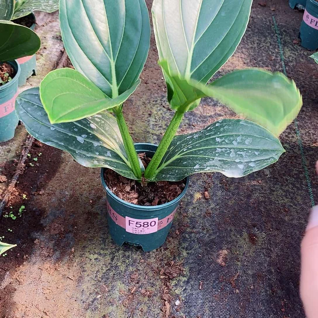 无花朵文*木本花卉580