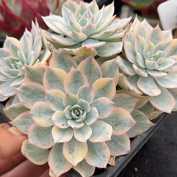 皮试惊鸿一物一拍包装收缩花旱