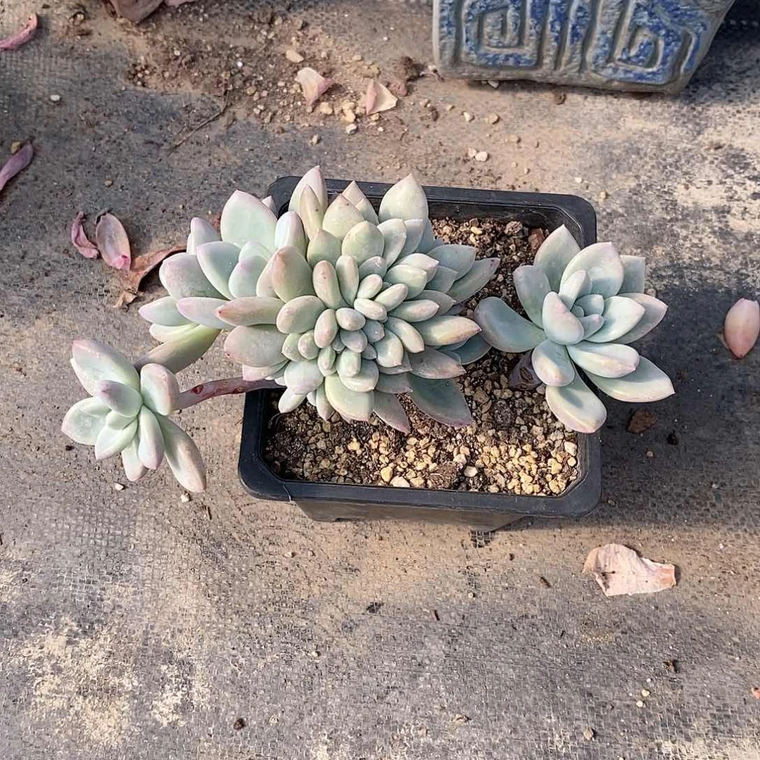 H****9奥普多肉植物老桩多肉