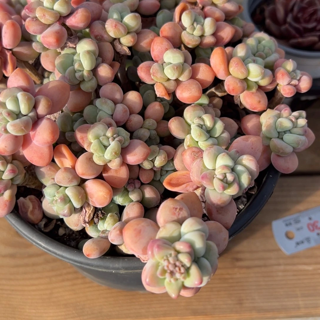 大洛神，定向福利