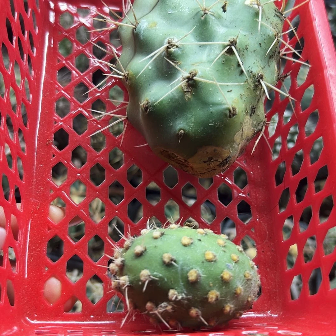 绿蛋加泡芙仙人球666666