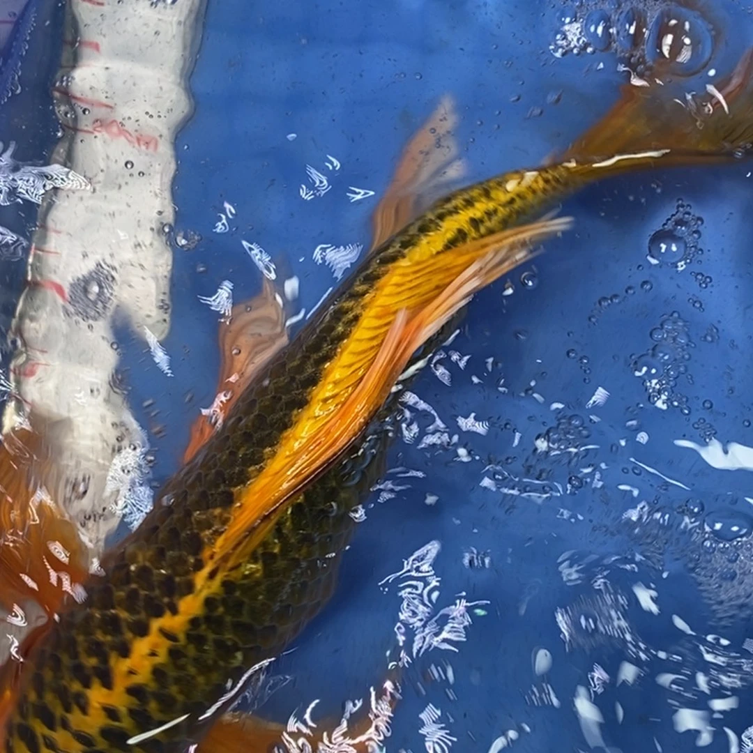 锦鲤冷水锦鲤包邮