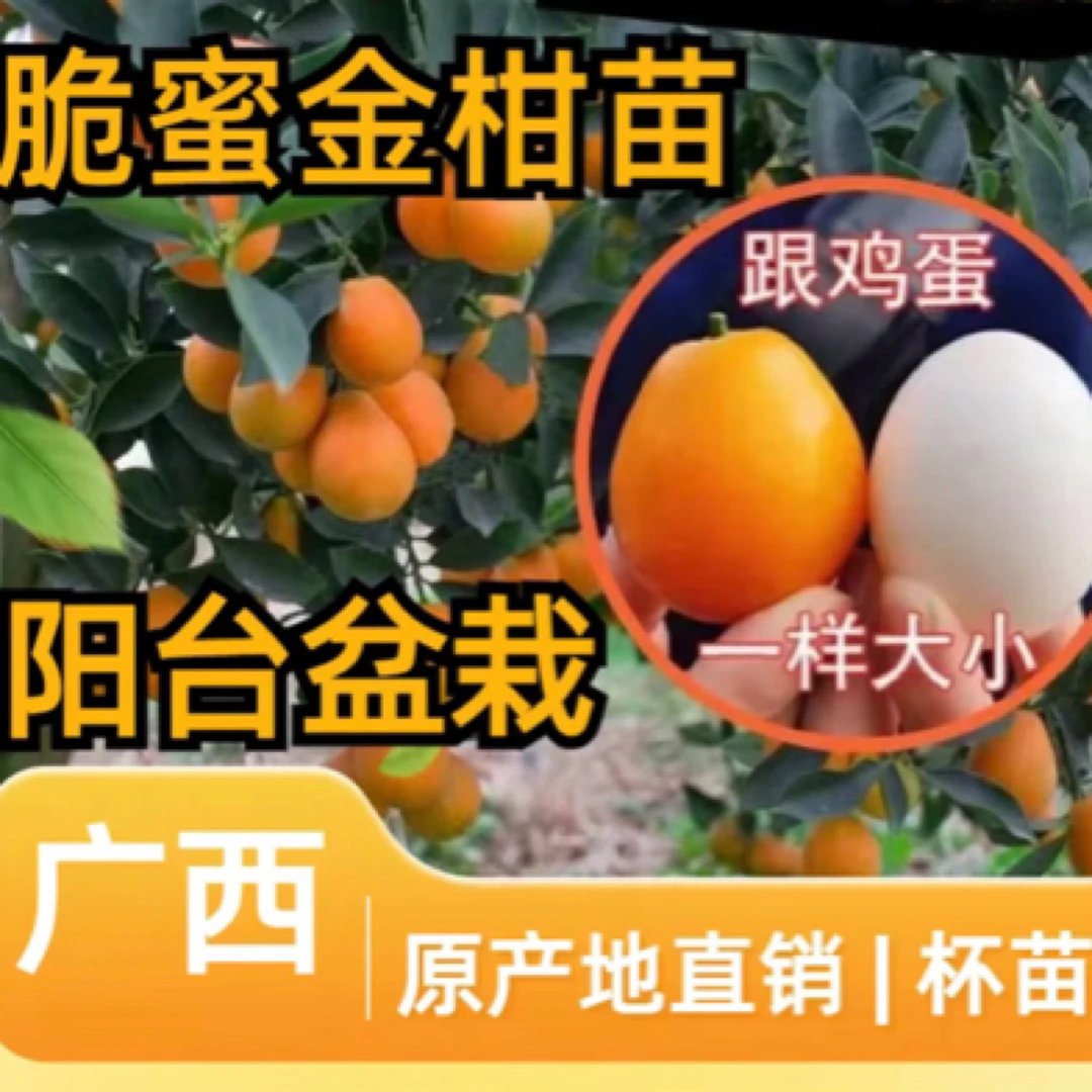 广西三代脆密金柑果树苗脆密金柑发货带土带叶发货