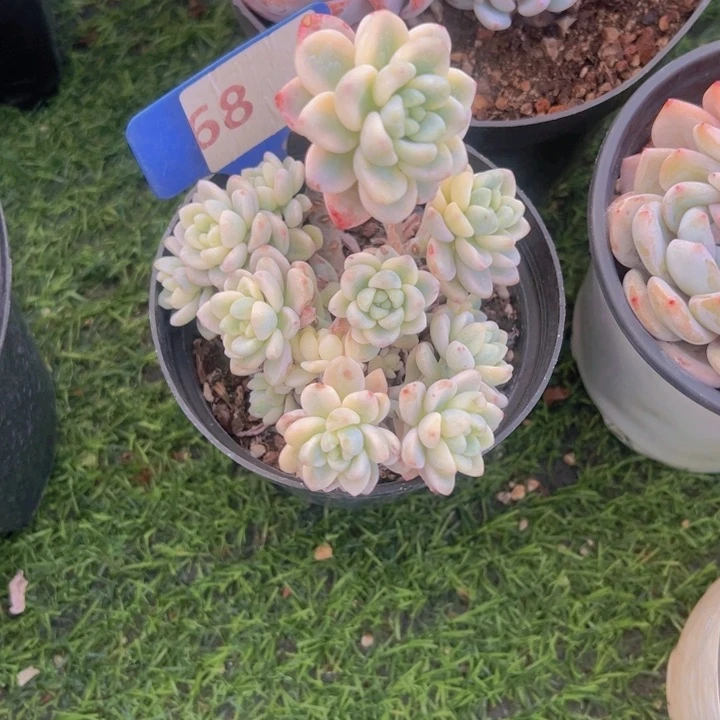 健健康康平平安安