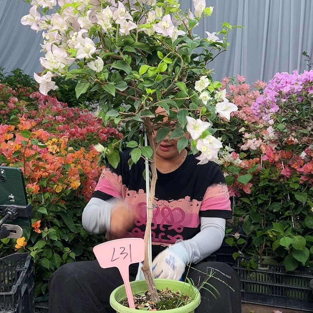 我***的大部分花苞少量开放L31苹果花