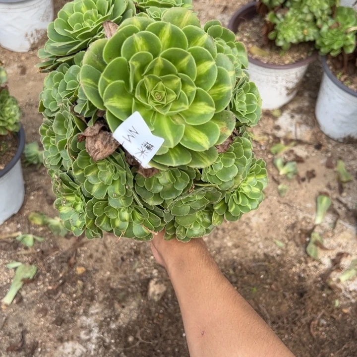 翡翠琉璃多肉植物手捧208