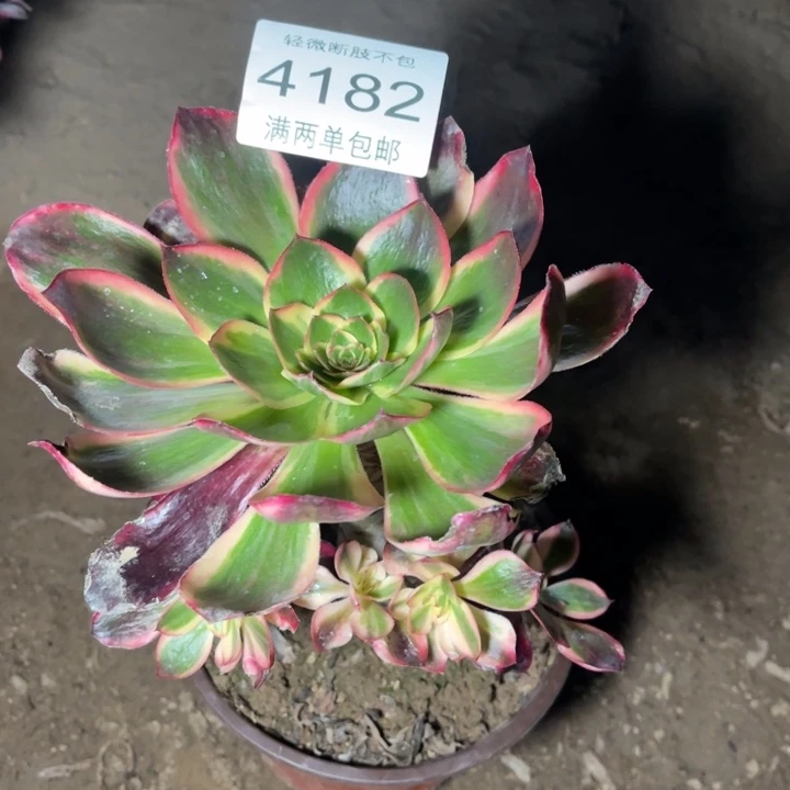 4182红魔女的人多肉的