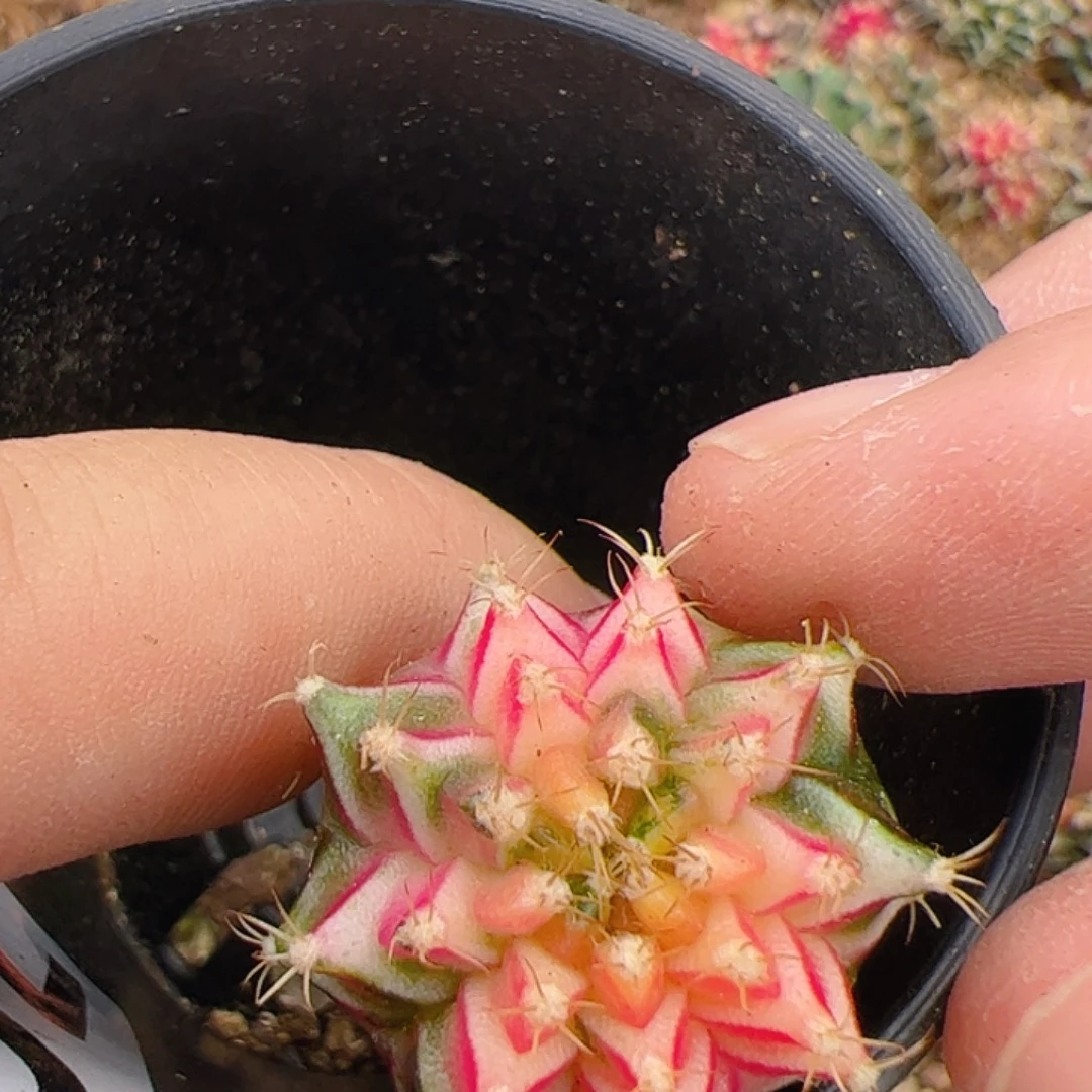 当前无花栽培后可以开花768