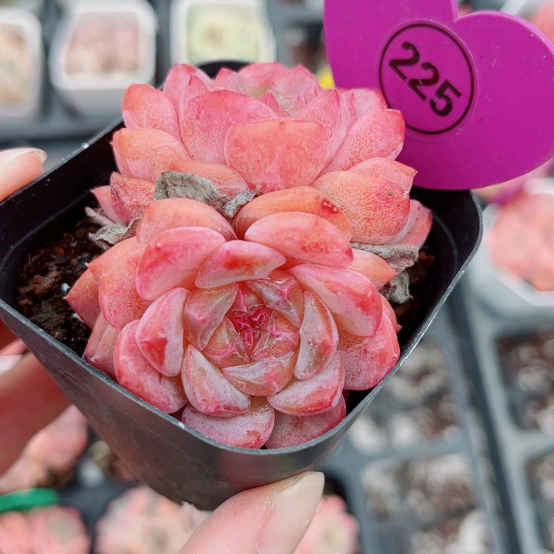 225号小老桩糖心双头