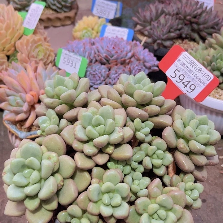 5949先锋派。