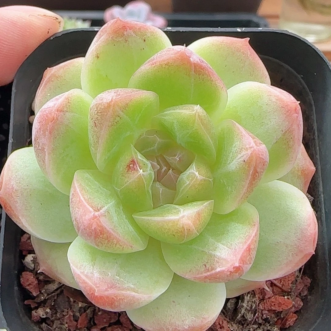 多肉0925--171白桃汽水