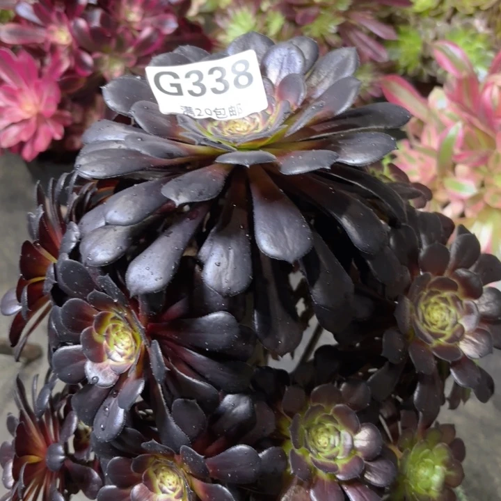 瑞妈多肉园艺338
