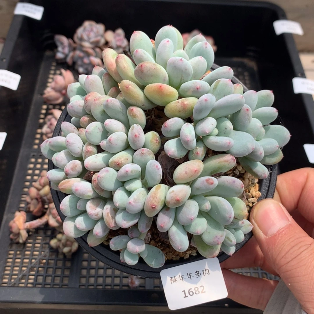 1682香香雪多肉一颗12厘米