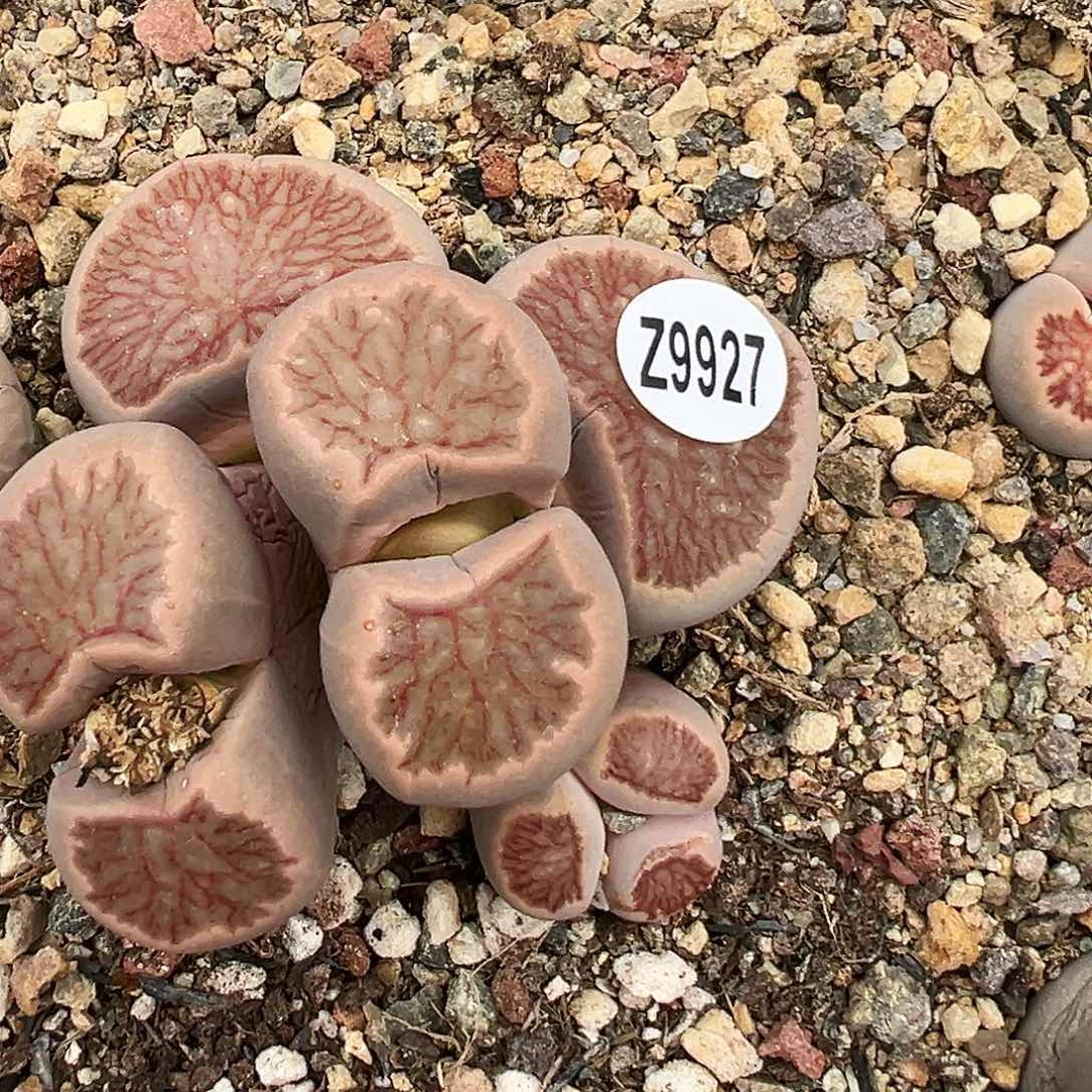 编号Z9927红窗菊！！！！！！