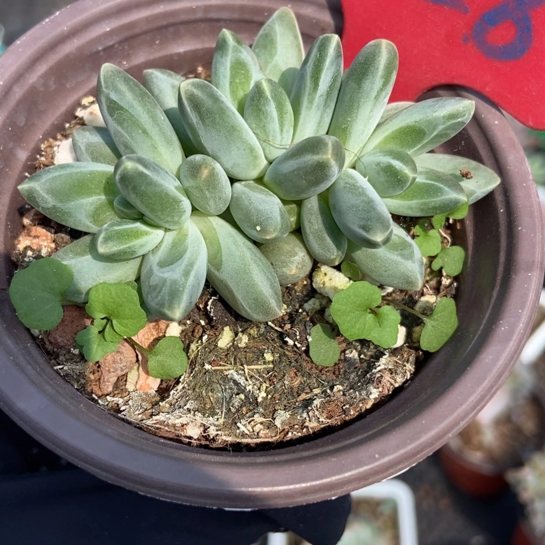 828海豚美人多肉植物