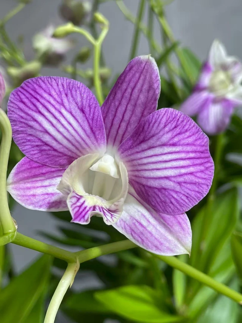 秋石斛【媚娘】兰花盆栽大花型线条饱满优美花期长老苗多次复花