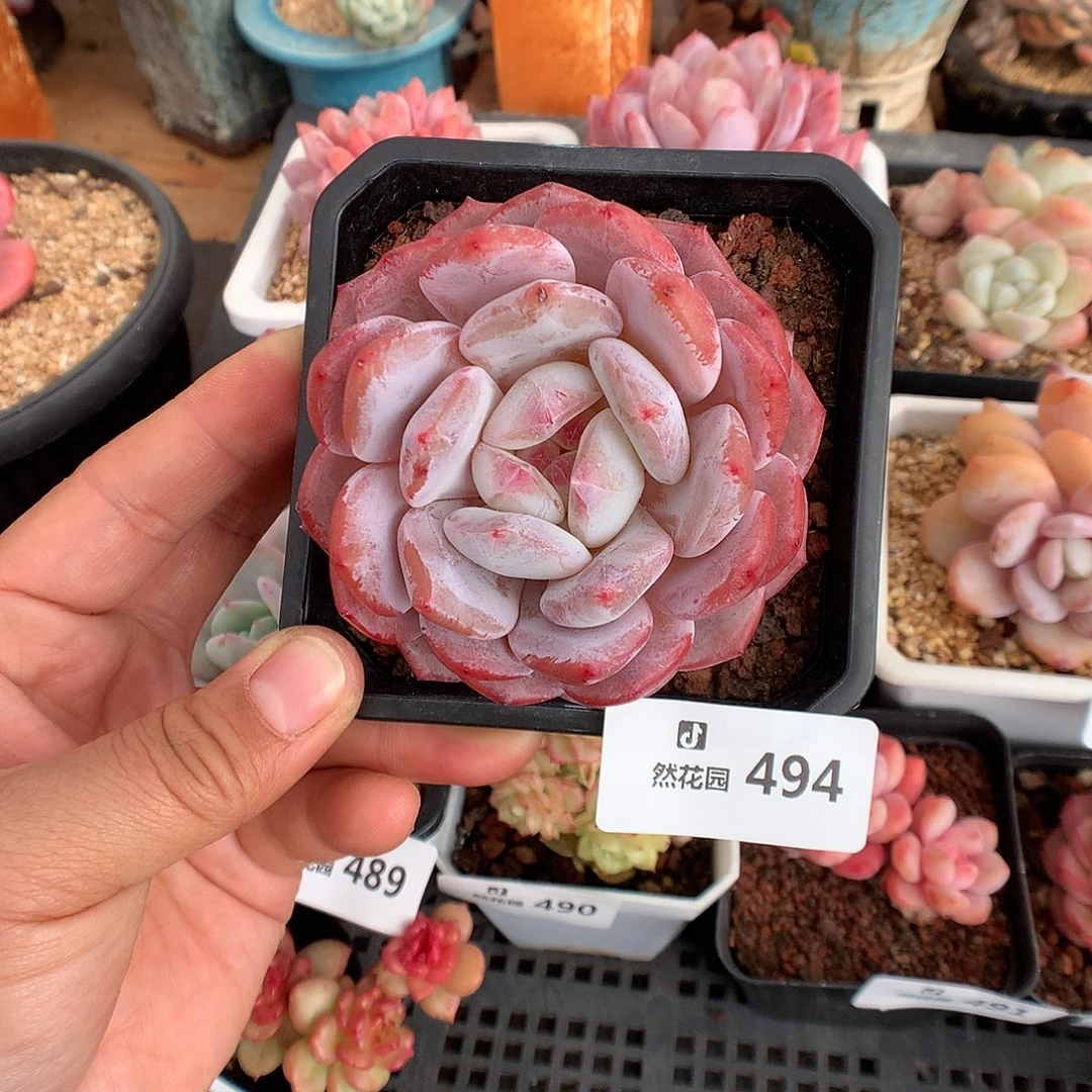 494韩橙多肉植物666