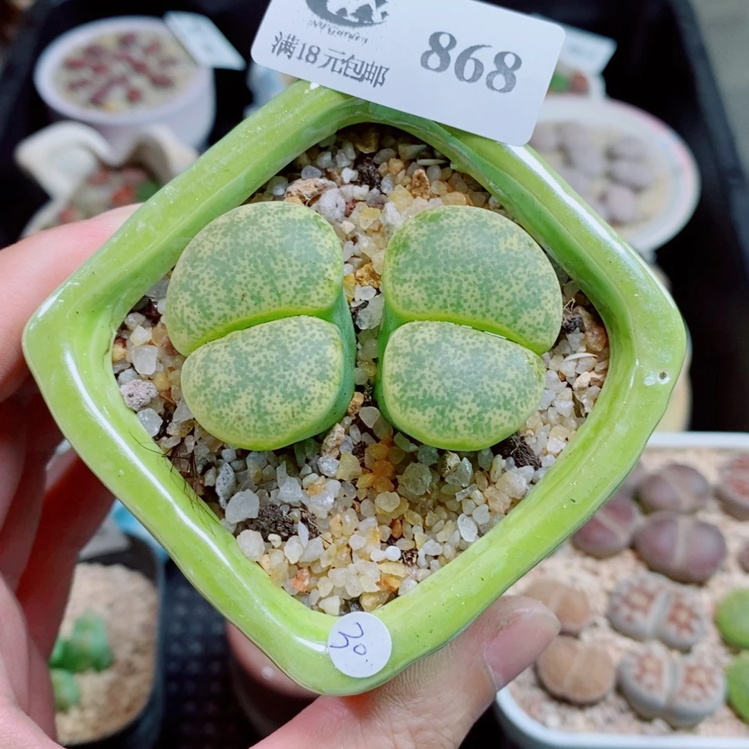 生石花花花花花868