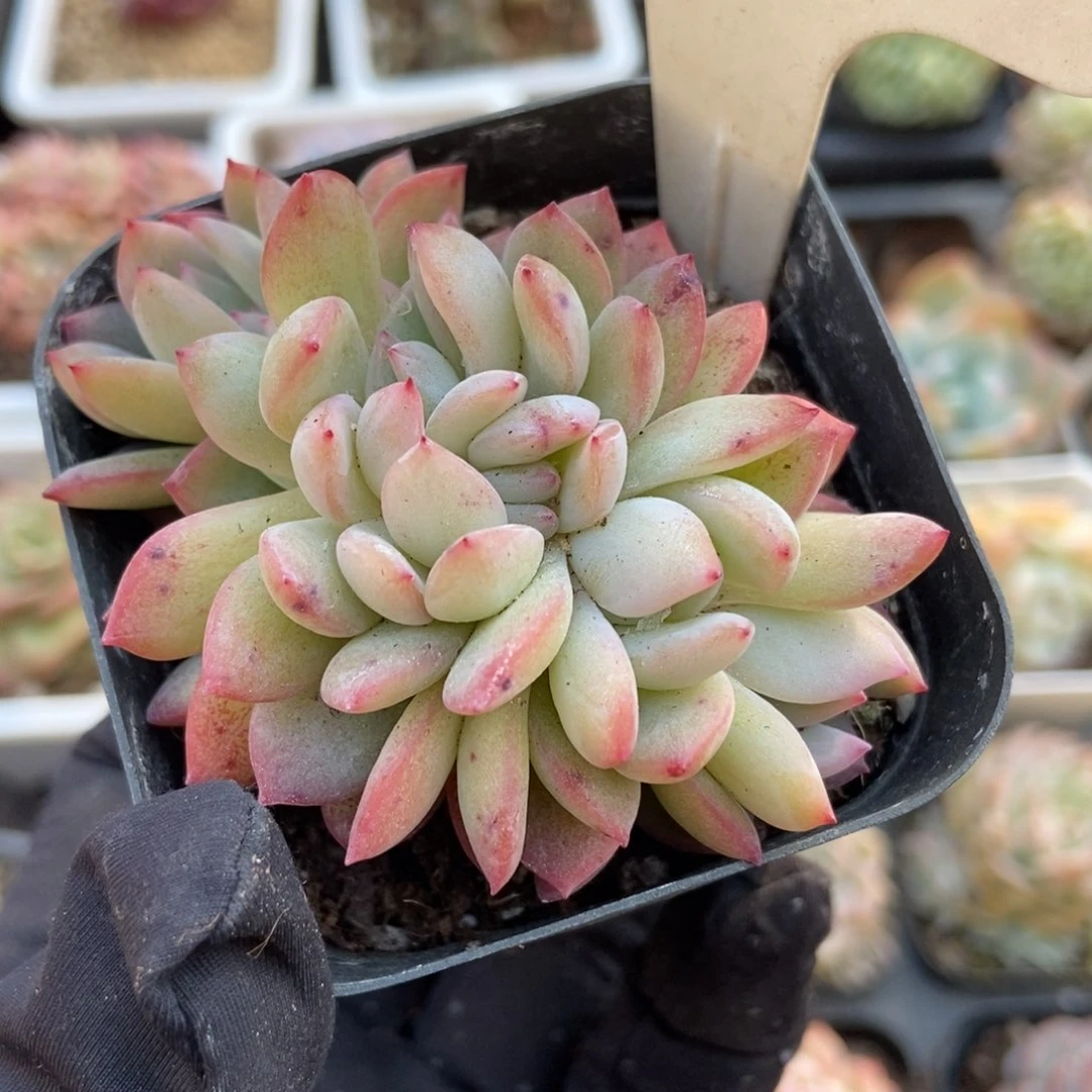 600全明星多肉植物