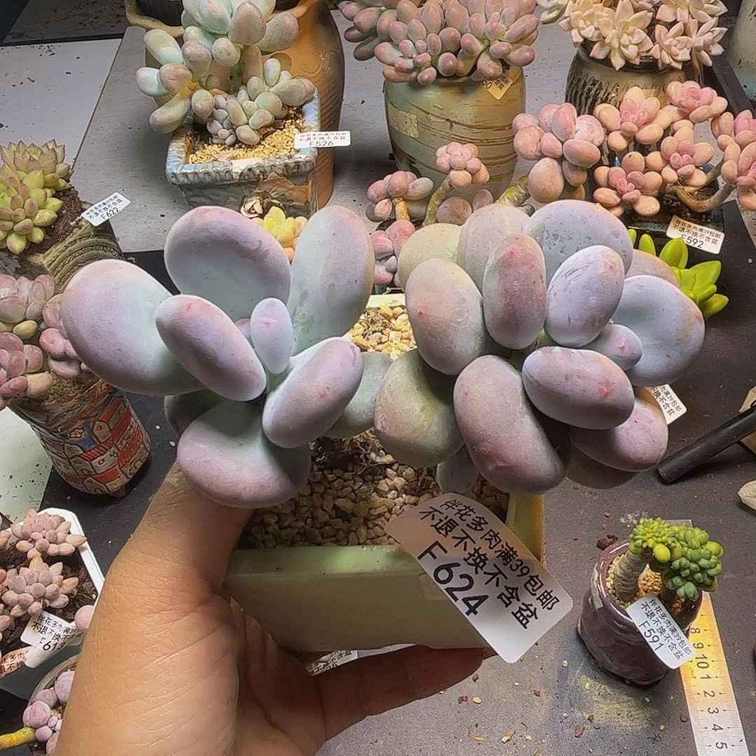 黄金大叶奶酪624/9cm带肉