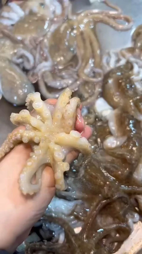 【保鲜不保活】新鲜短腿小八带