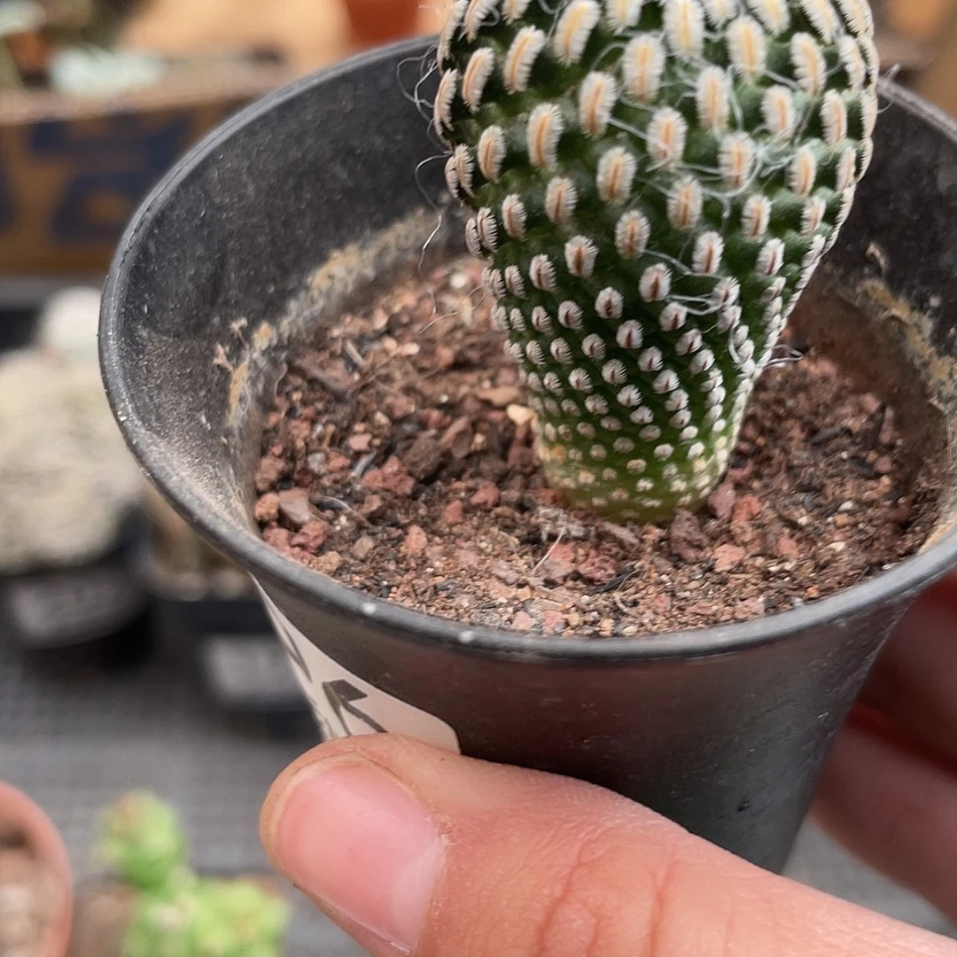 206白蝎子带盆土仙人球