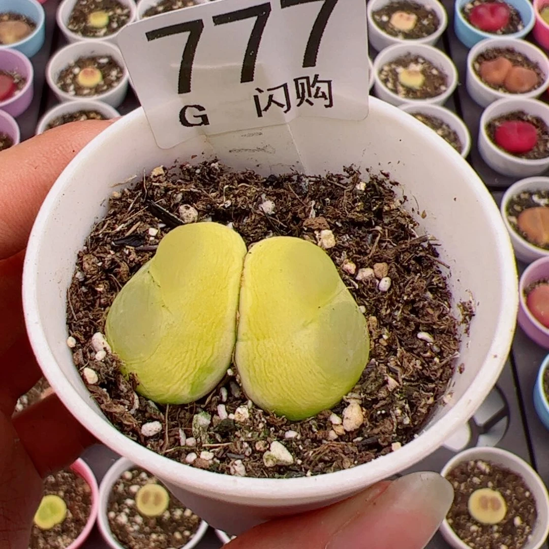 无花朵用****4我很喜欢这个G777