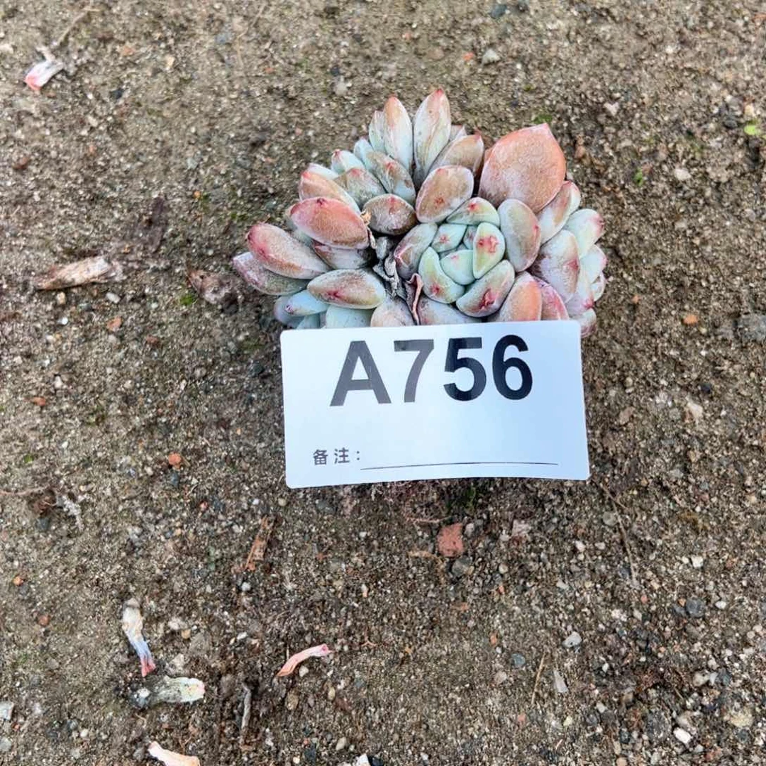 756多肉多肉多肉多