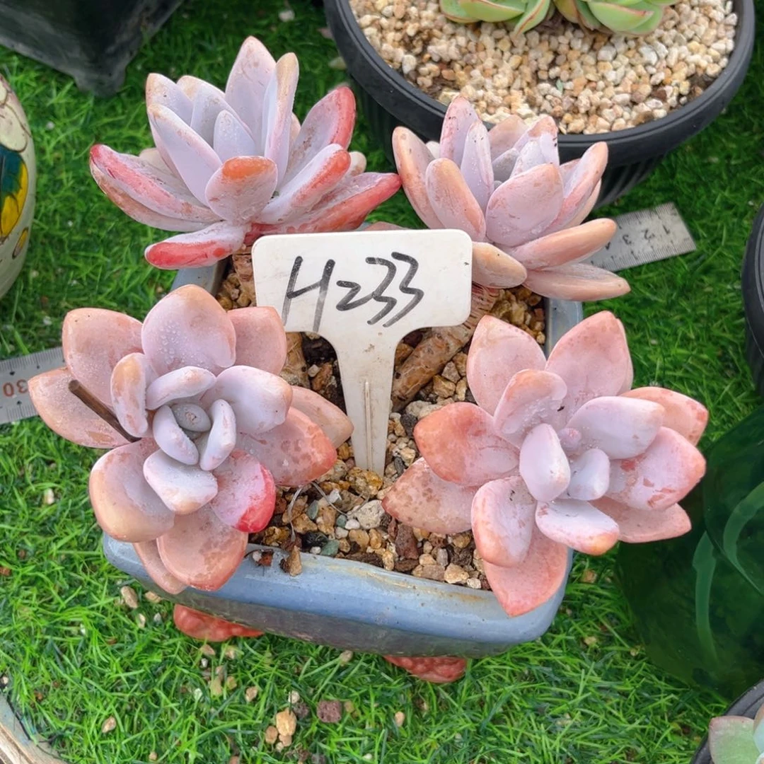 峥**妍233dfghjjjjjjjj