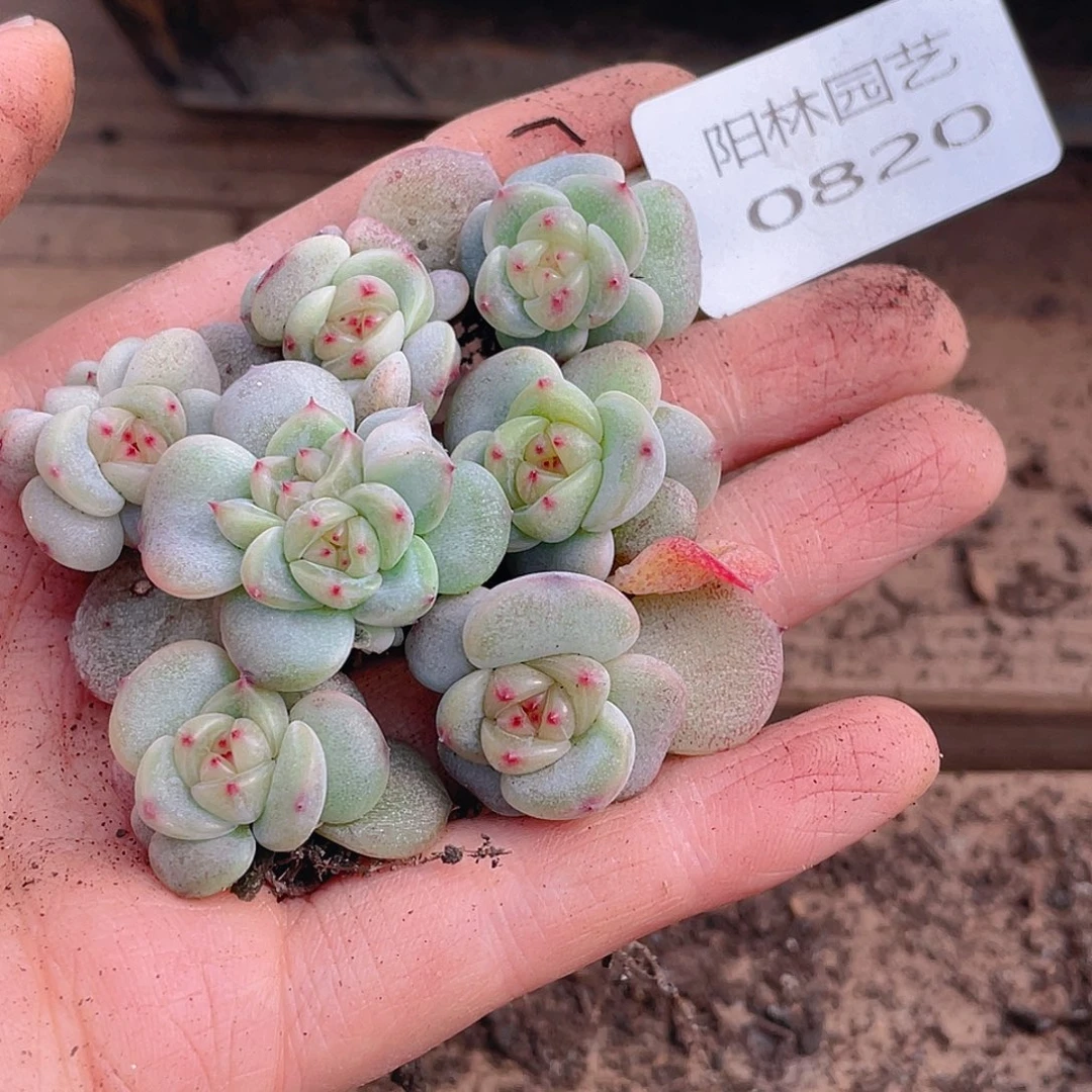 多肉植物多肉植物820