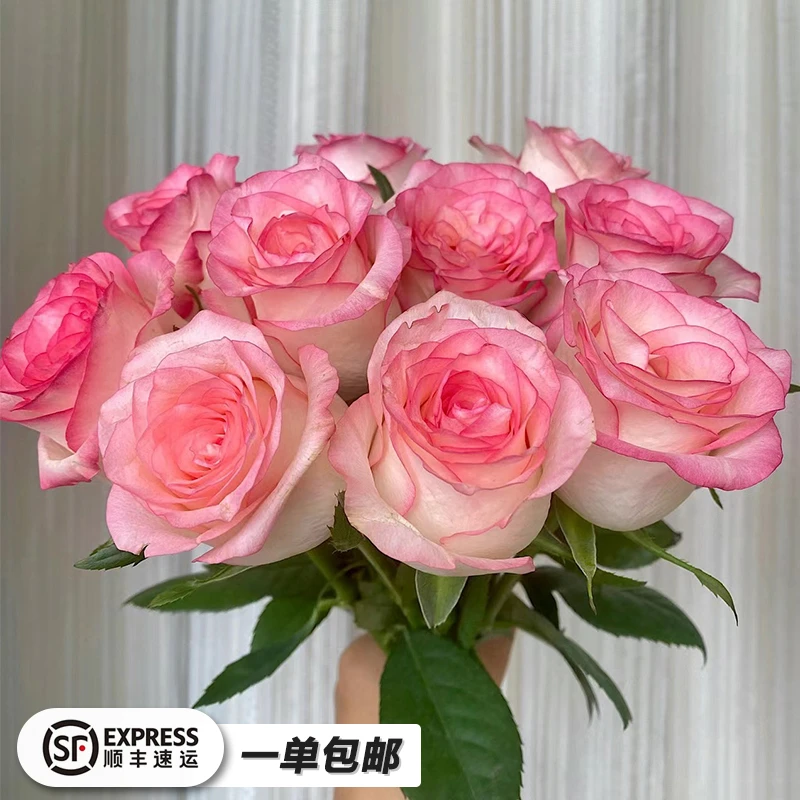 【艾莎玫瑰】一单包邮顺丰冷链云南鲜花基地直发水培鲜花花束鲜花