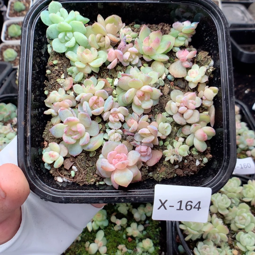 无花朵X164英语英语
