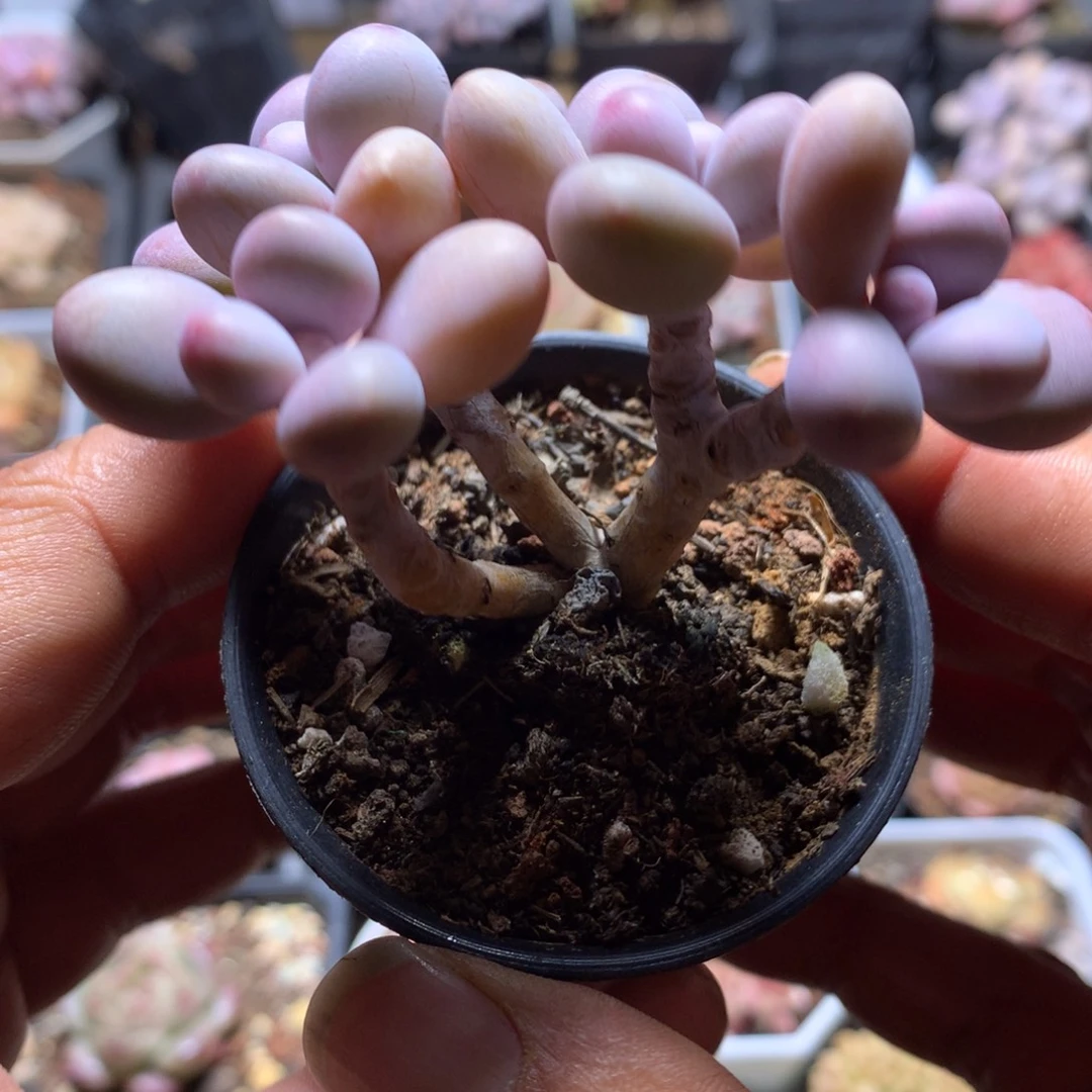 桃蛋群多肉一物一拍