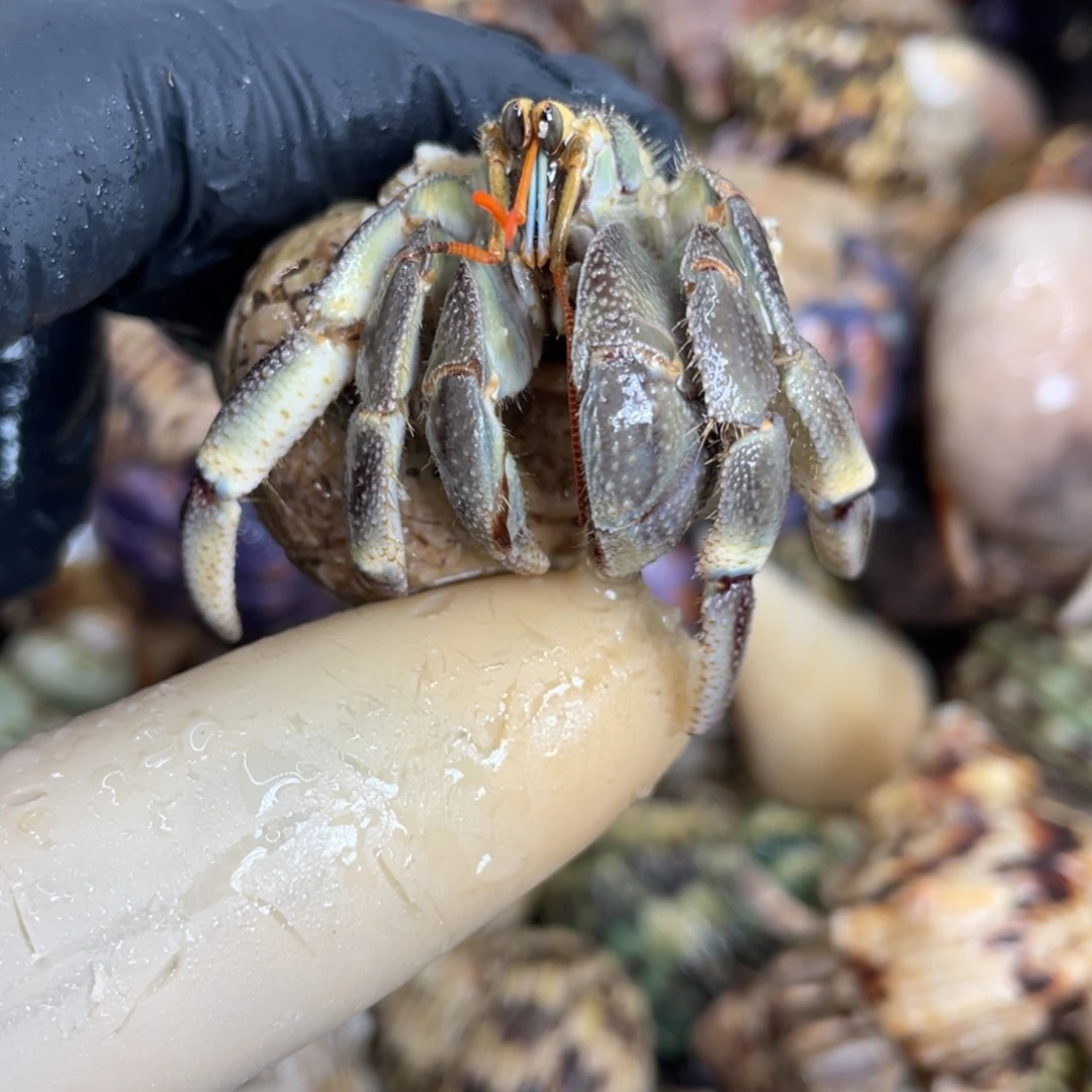 不退不换活体宠物2